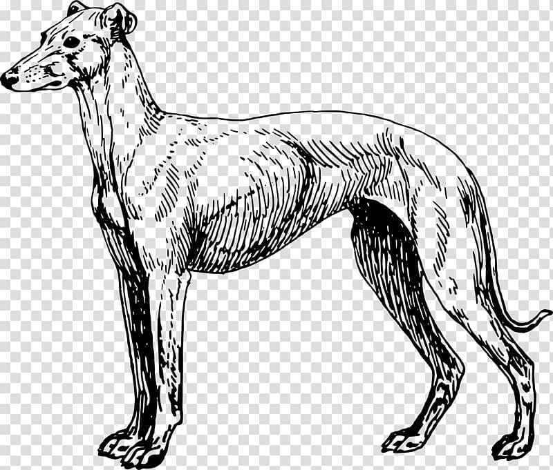 Greyhound Lines Greyhound adoption , creative pet dog transparent background PNG clipart