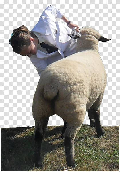 Hampshire sheep Liskeard Prize, show results transparent background PNG clipart