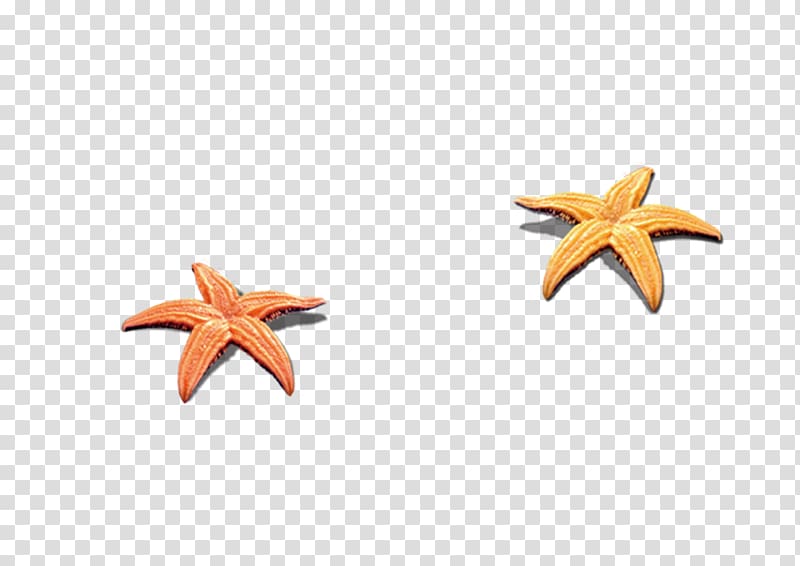 Seashell Beach , starfish transparent background PNG clipart