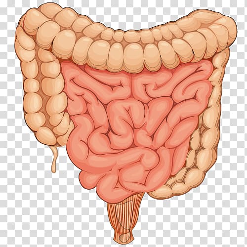 Small intestine Large intestine Human body Gastrointestinal tract Anatomy, organ transparent background PNG clipart