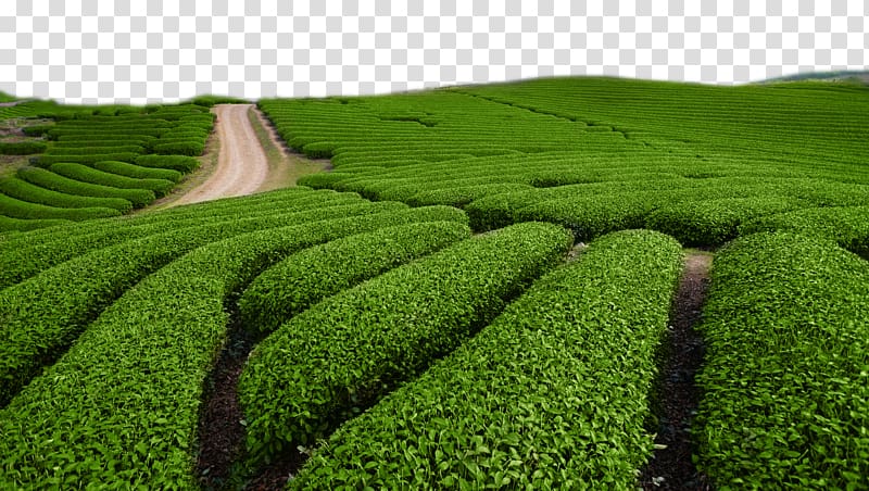 green bush field, Green tea Tieguanyin White tea Chinese tea, Green tea field green tea transparent background PNG clipart