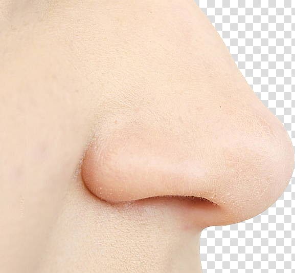 Nose Surgery Skin Facial Cheek, Human nose transparent background PNG clipart