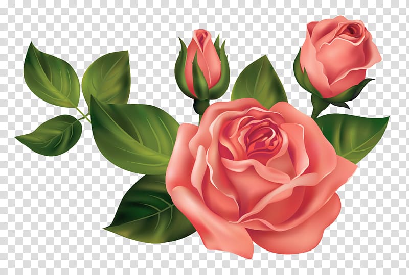 three red roses , Rose , Roses transparent background PNG clipart