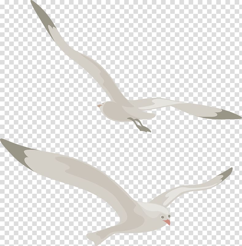 Bird European Herring Gull Great black-backed gull , Bird transparent background PNG clipart