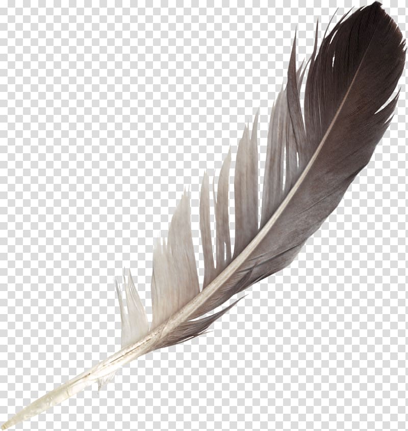 Feather Bird , feather transparent background PNG clipart