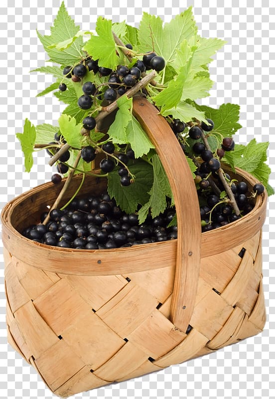Grape Blackcurrant Berry Redcurrant Zante currant, grape transparent background PNG clipart