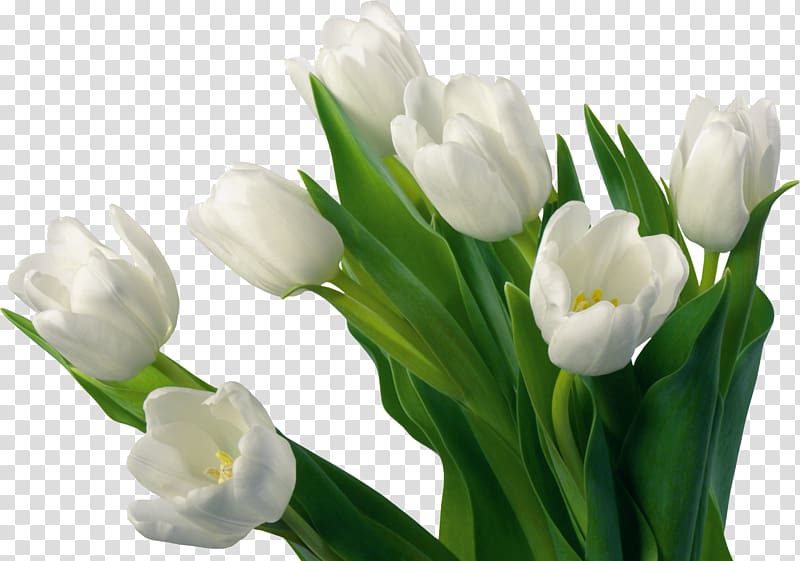 bouquet of white tulips transparent background PNG clipart