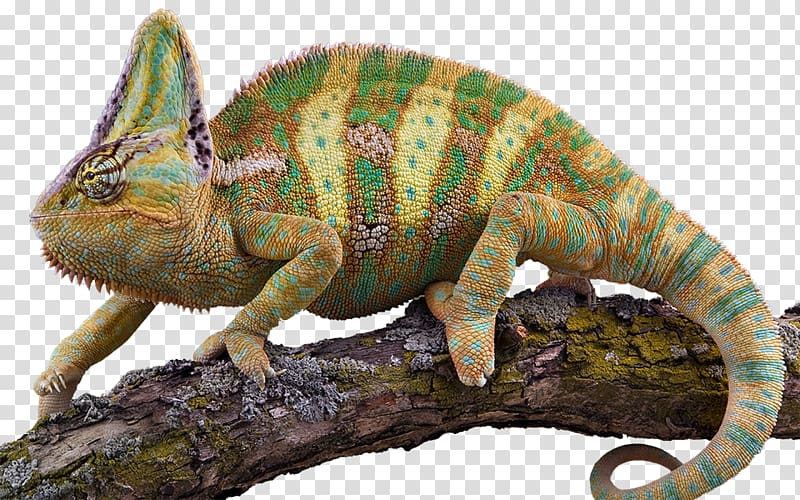 Veiled chameleon Lizard Veterinarian Pet, reptile transparent background PNG clipart