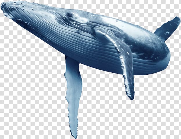 gray and white whale illustration, Common bottlenose dolphin Blue whale Wholphin Tucuxi, whale transparent background PNG clipart