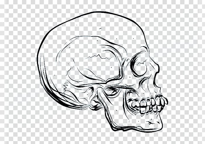 black skull head illustration, Drawing Skull Cartoon Euclidean , Skull side faces transparent background PNG clipart