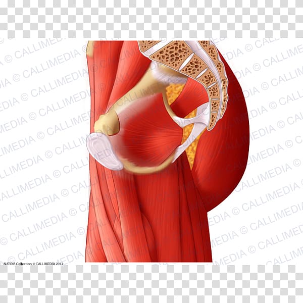 Adductor muscles of the hip Anatomy Adductor muscles of the hip Pelvis, rectus femoris function transparent background PNG clipart