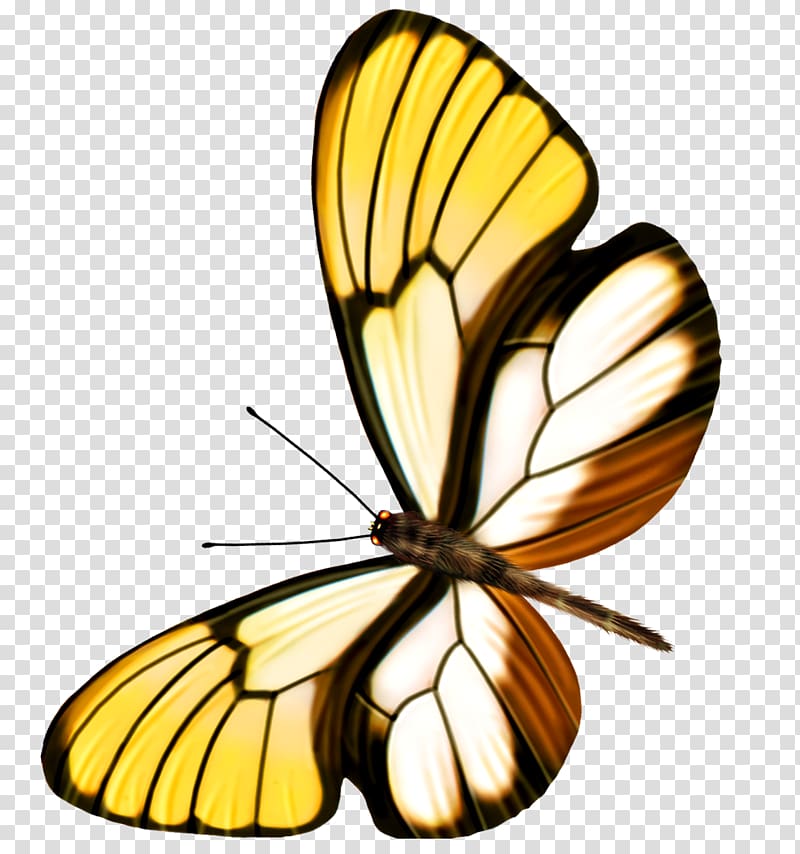 Butterfly , butterfly transparent background PNG clipart
