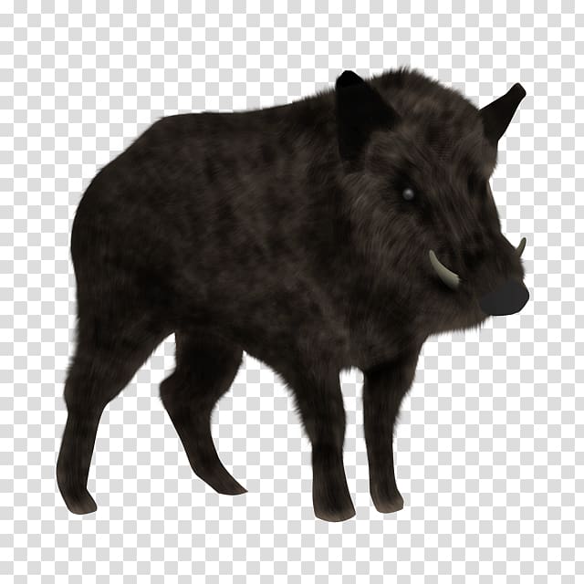 Wild boar Animal Planet Bambino cat Peccary, others transparent background PNG clipart