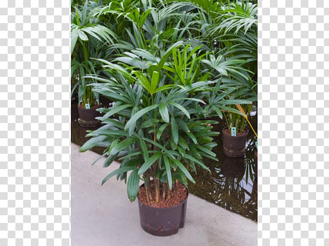 Arecaceae Rhapis excelsa Houseplant Chinese evergreens, plant transparent background PNG clipart