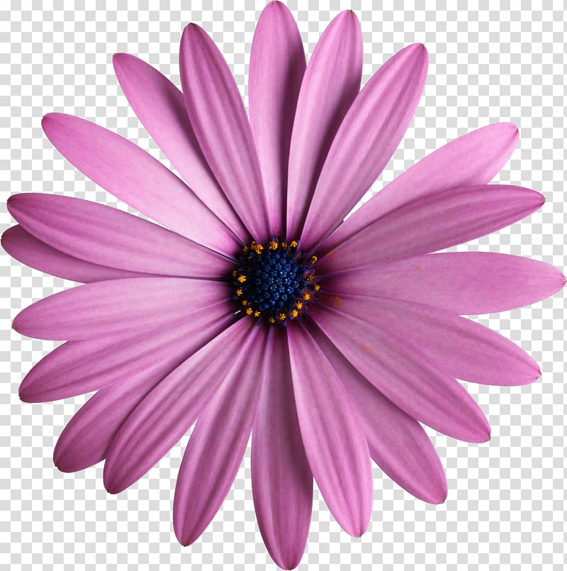 Flower Daisybush , purple transparent background PNG clipart