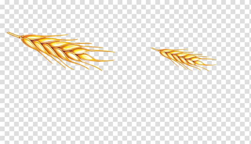 Grasses Grain Food Family, Wheat transparent background PNG clipart