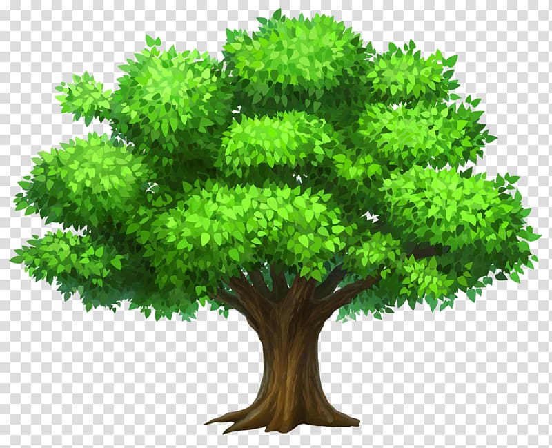 Tree Oak , Oack Tree , green tree transparent background PNG clipart