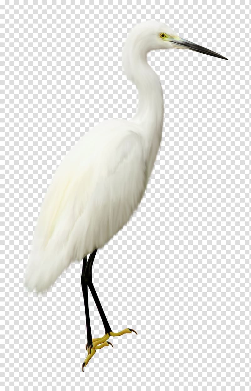 Bird Computer file, swan transparent background PNG clipart