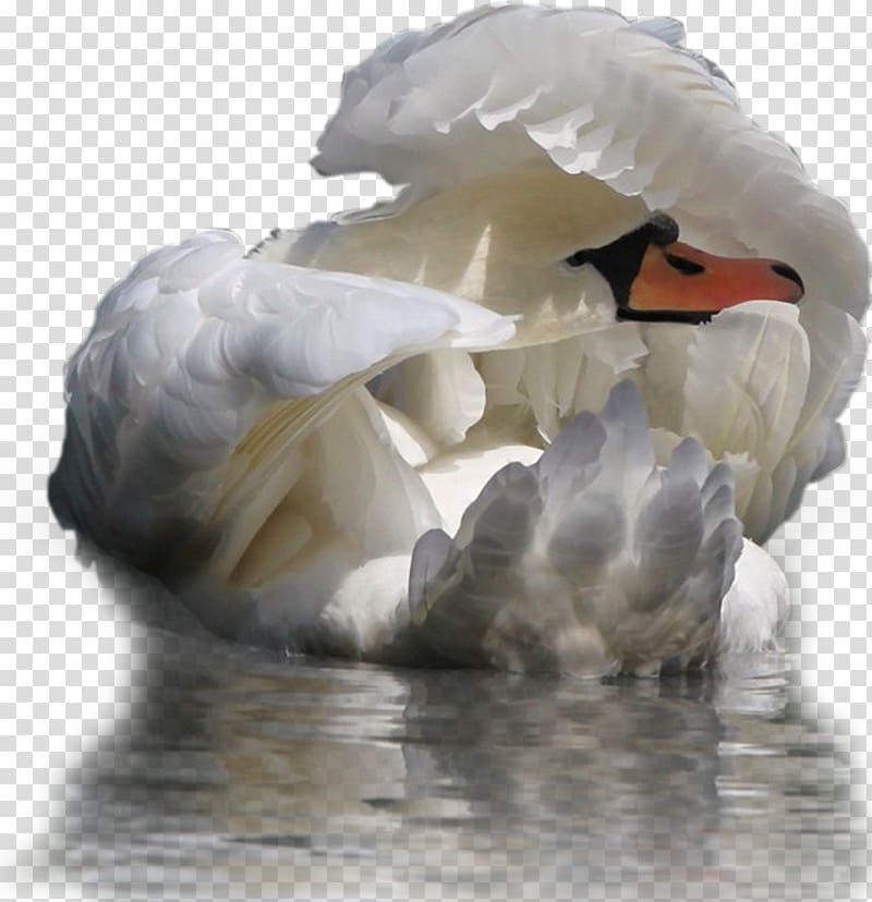Cygnini Mariinsky Theatre Bird Mariinsky Ballet Swan Lake, swan transparent background PNG clipart