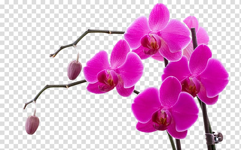Orchids Doritaenopsis Purple Flower Violet, purple orchid transparent background PNG clipart