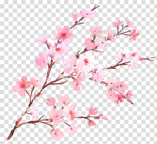 pink cherry blossoms illustration, Cherry blossom Flower Branch Watercolor painting, cherry blossom transparent background PNG clipart