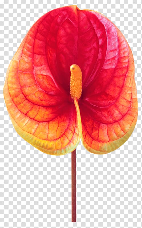 Nelumbo nucifera u82b1u854a Petal Flower, Lotus transparent background PNG clipart