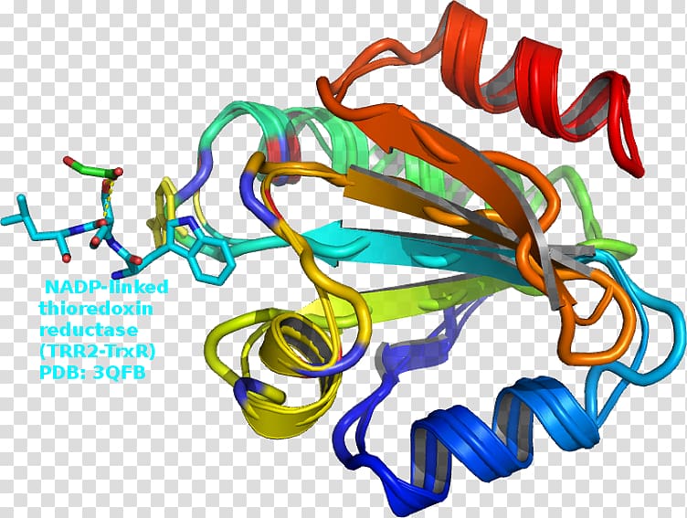 Nicotinamide adenine dinucleotide phosphate Thioredoxin Pentose phosphate pathway, transparent background PNG clipart