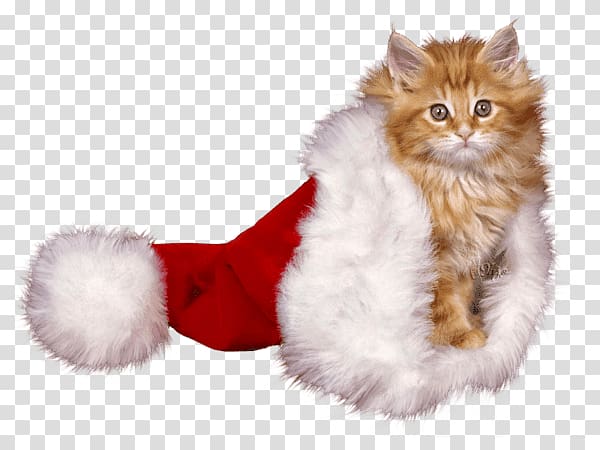 Kitten Christmas Whiskers Cat Mrs. Claus, ocean trash transparent background PNG clipart