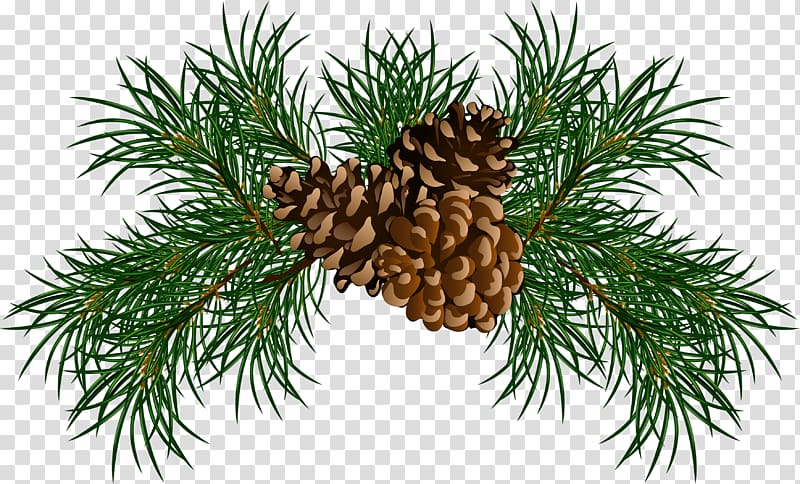 Conifer cone Eastern white pine Stone pine , Pine cone transparent background PNG clipart