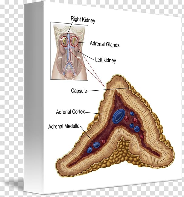 The Adrenal Cortex The Adrenal Gland Anatomy, others transparent background PNG clipart