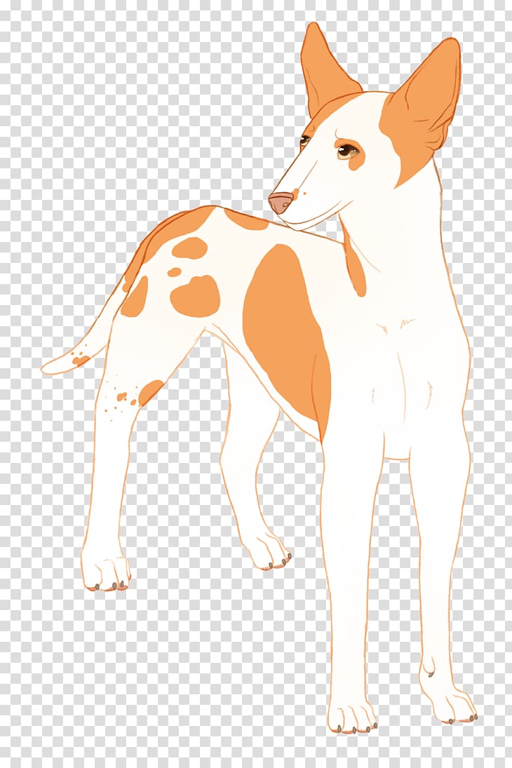 Ibizan Hound Whiskers Portuguese Podengo Dog breed Cat, Cat transparent background PNG clipart