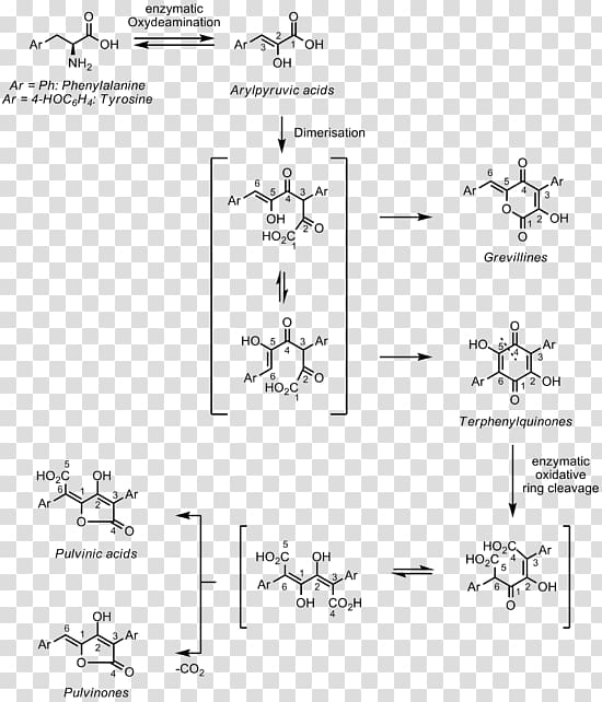 Pulvinone Phenylalanine Aromatic amino acid, others transparent background PNG clipart