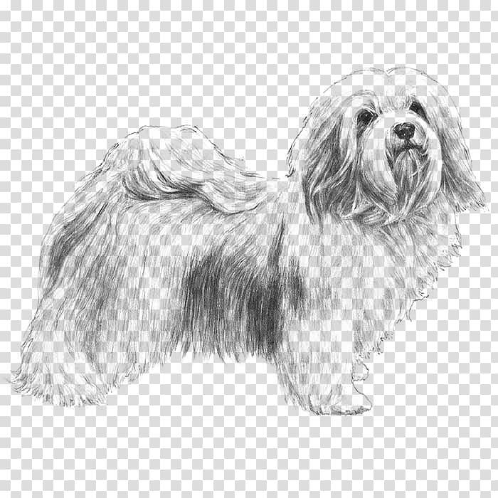 Havanese dog Puppy Jack Russell Terrier American Kennel Club Coloring book, maltese shih tzu transparent background PNG clipart