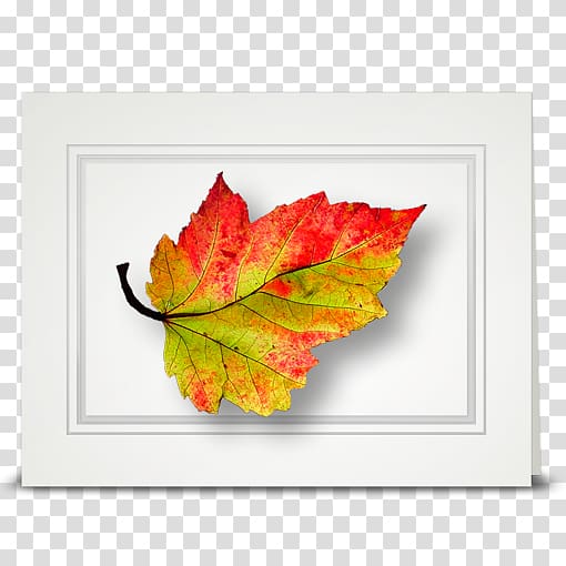 Maple leaf Cottage American sweetgum Autumn, sunflower leaf transparent background PNG clipart