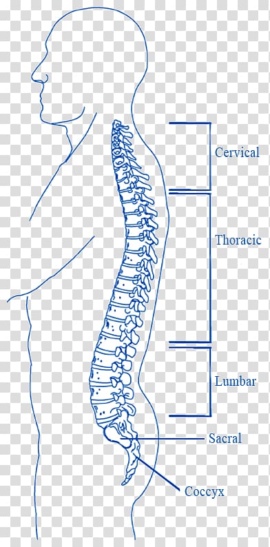 Organ Spinal cord injury Vertebral column, others transparent background PNG clipart