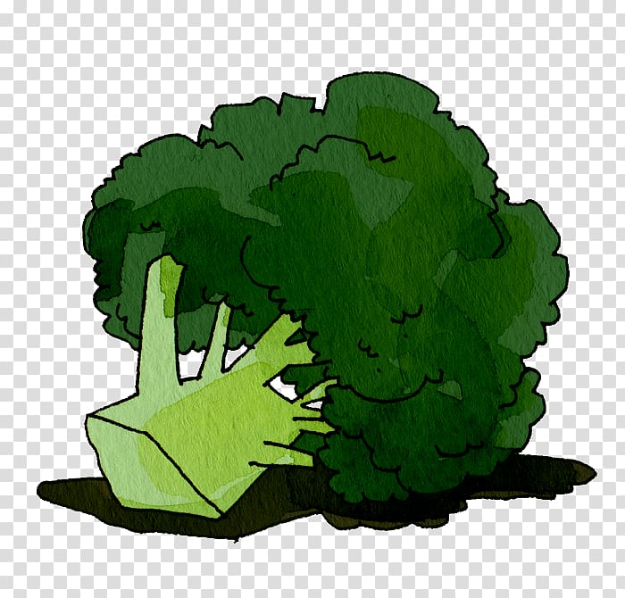 Illustration Vegetable Brassica oleracea var. italica Broccoli Food, vegetable transparent background PNG clipart