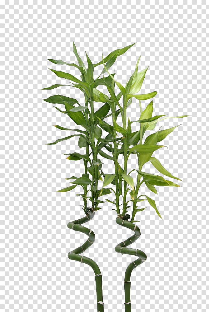 Lucky bamboo , Lucky bamboo pull Free transparent background PNG clipart