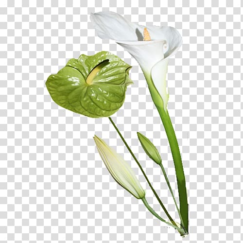 Cut flowers Arum Lilies Portable Network Graphics, flower transparent background PNG clipart