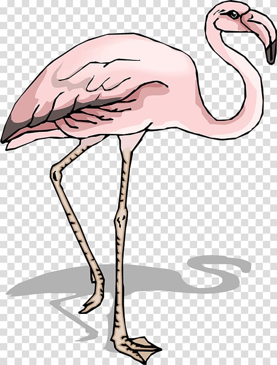 Bird Flamingo Pelican , Bird transparent background PNG clipart