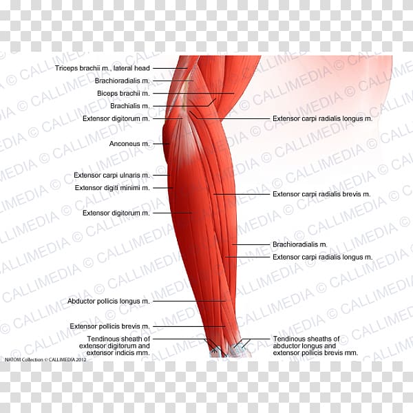Extensor digitorum muscle Forearm Elbow Brachialis muscle, arm transparent background PNG clipart