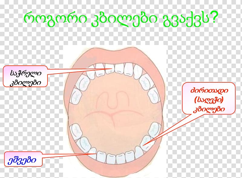 Tooth Cheek Chin Lip Mouth, lop transparent background PNG clipart