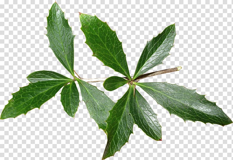 green leafed plant graphic, Leaf Tree Herb, leaf transparent background PNG clipart