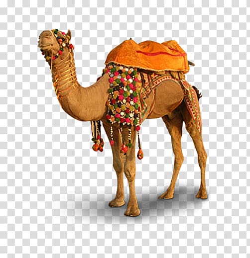 Pushkar Camel Llama Vicuxf1a, Ride camel free to pull transparent background PNG clipart