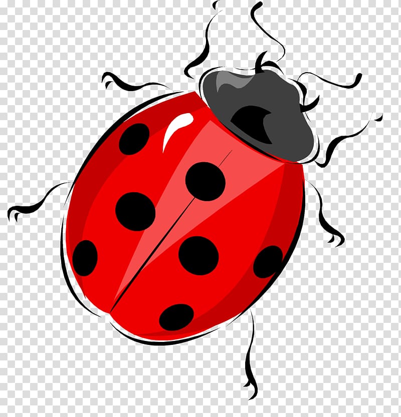 Ladybird Life Cycle of a Ladybug Diagram Beetle Worksheet, Bug transparent background PNG clipart