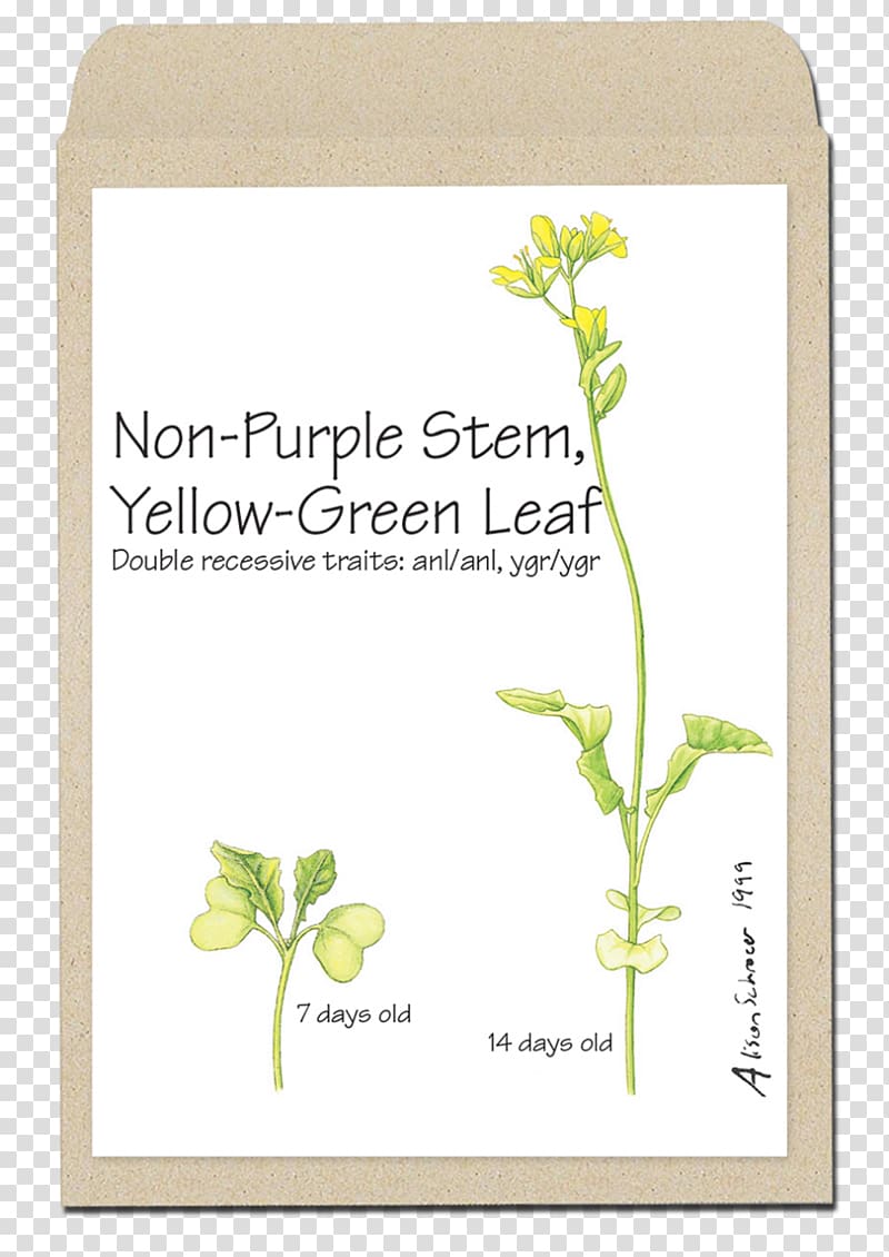 Rapeseed Plant stem Leaf Green Yellow, Leaf transparent background PNG clipart