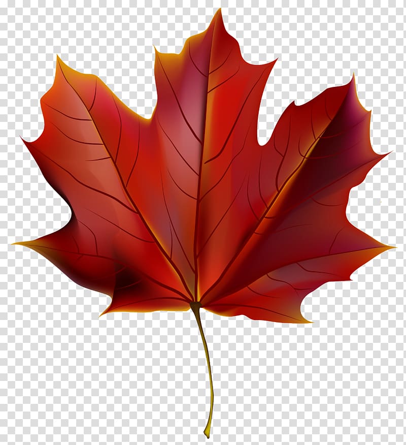 Autumn leaf color Red , Beautiful Autumn transparent background PNG clipart