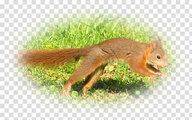 Fox squirrel Chipmunk Terrestrial animal Wildlife, pas de deux transparent background PNG clipart