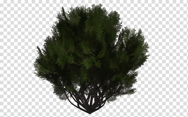 Tree Evergreen Shrub Branch, tree transparent background PNG clipart