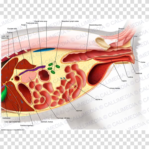 Abdomen Human anatomy Organ Pelvis Human body, abdomen anatomy transparent background PNG clipart