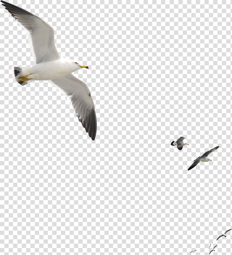 seagull transparent background PNG clipart